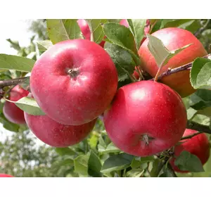 Саджанець яблуні сорту Ред Топаз (стійкий до хвороб)